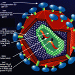 نمایی از ویروس مولد ایدز و اجزای آن
